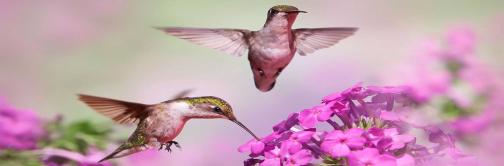 Hummingbirds and Pink Flowers